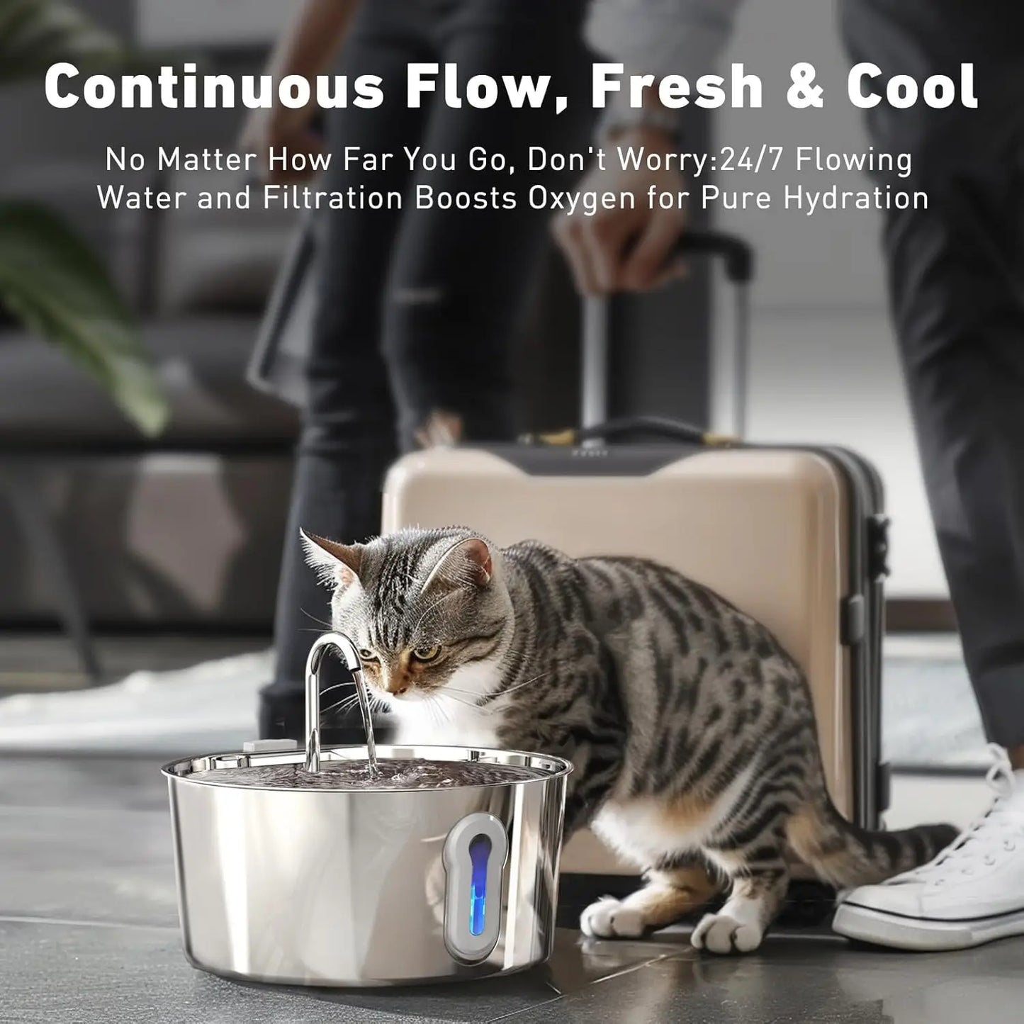 Pet Hydration Oasis